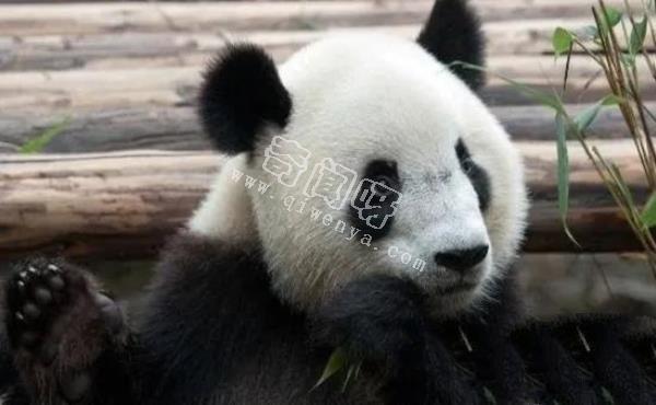 大熊貓是如何求偶的？沒點實力找不到“老婆”，場面異常激烈