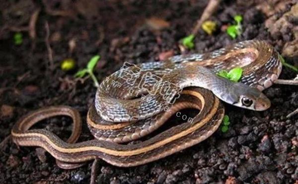 環(huán)箍蛇自食其尾,為什么自己吃自己？