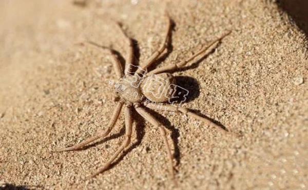 中國十大毒蜘蛛，第一名毒性超過響尾蛇（黑寡婦）