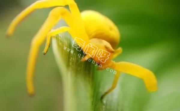 中國十大毒蜘蛛，第一名毒性超過響尾蛇（黑寡婦）