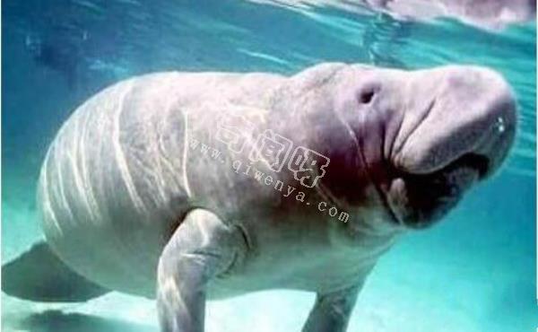 美人魚是史前地球人類用基因改造的？