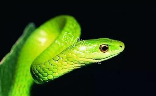 環(huán)箍蛇自食其尾,為什么自己吃自己？