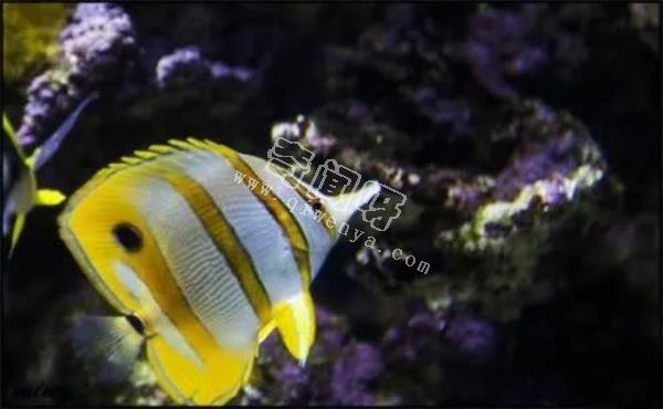 水可以導(dǎo)電，如果閃電打到海里，一次會電死多少魚？