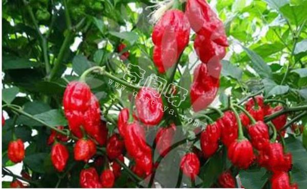 娜迦毒蛇，不是蛇而是世界上最辣的辣椒 被用到軍事領域