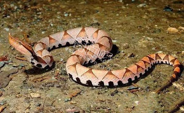 農村的“土呆子”卻是“傷人之王”，蝰蛇科的毒蛇到底有多可怕？