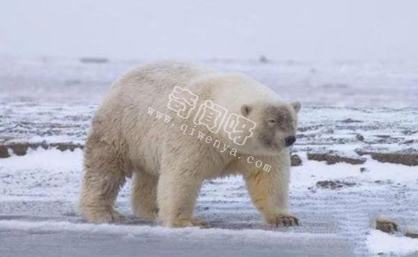 人類培育出來的10種“奇怪”的雜交動物！