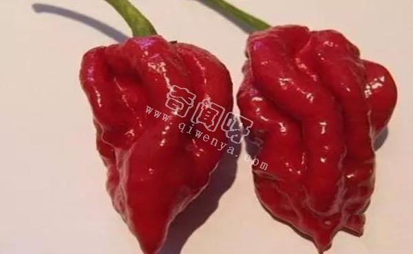 娜迦毒蛇，不是蛇而是世界上最辣的辣椒 被用到軍事領域