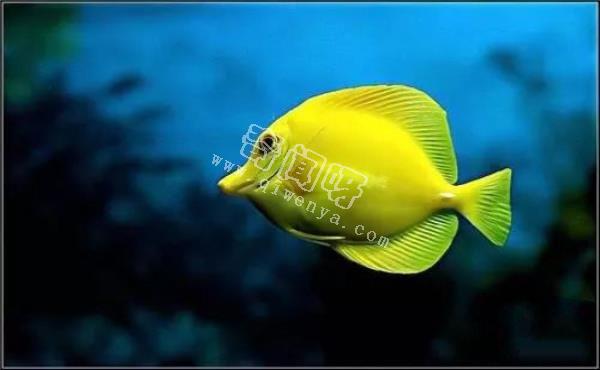 水可以導(dǎo)電，如果閃電打到海里，一次會電死多少魚？