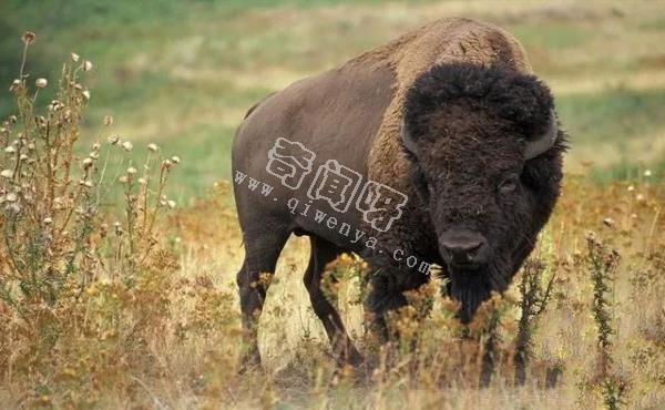 人類培育出來的10種“奇怪”的雜交動物！