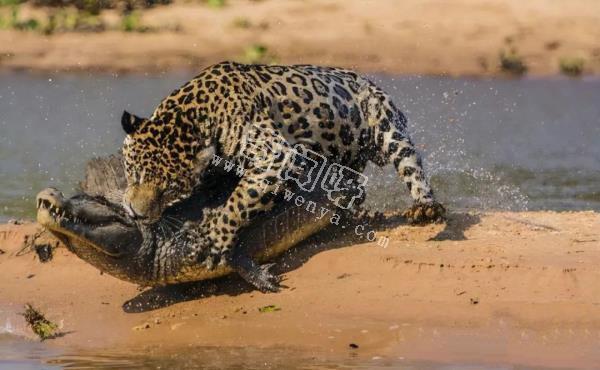世上咬合力最強的十種動物，獅子老虎墊底