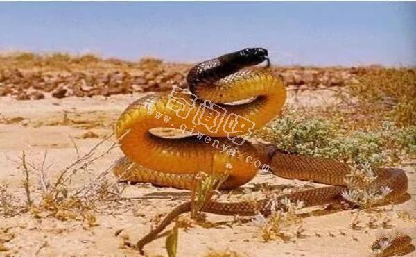 世界上最毒的蛇，內陸太攀蛇秒殺眼鏡王蛇