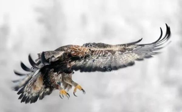 地表最強壯的十大動物 老虎獅子僅排第二第三