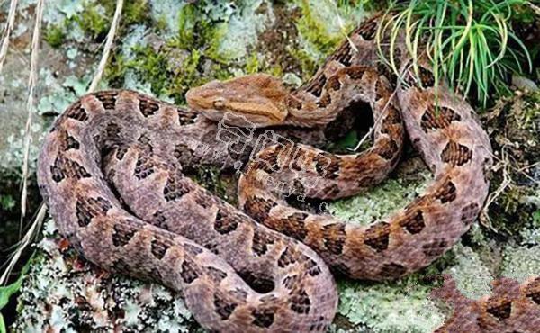 農村的“土呆子”卻是“傷人之王”，蝰蛇科的毒蛇到底有多可怕？