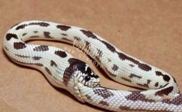 環(huán)箍蛇自食其尾,為什么自己吃自己？