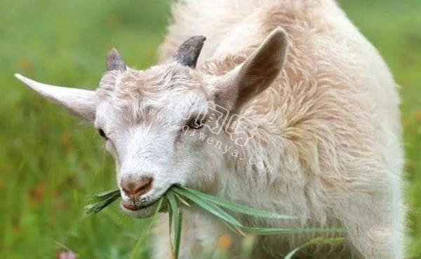 人類培育出來的10種“奇怪”的雜交動物！