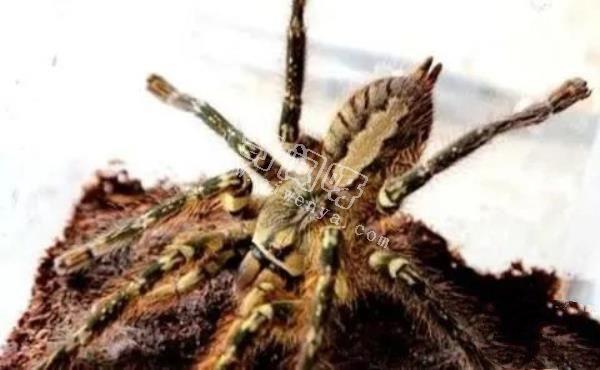 中國十大毒蜘蛛，第一名毒性超過響尾蛇（黑寡婦）