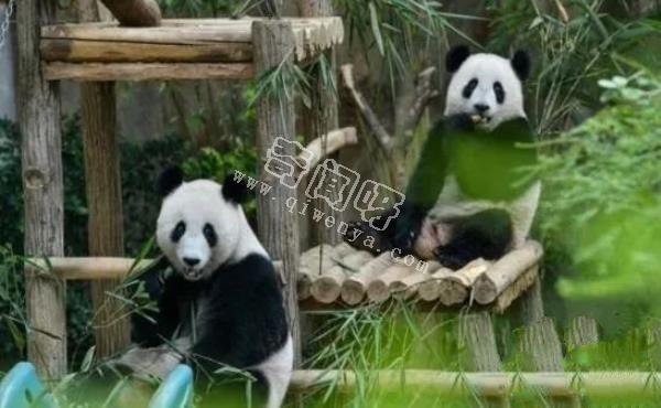 大熊貓是如何求偶的？沒點實力找不到“老婆”，場面異常激烈