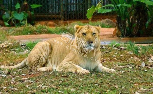 人類培育出來的10種“奇怪”的雜交動物！