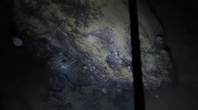 鉆穿南極冰棚深海發(fā)現(xiàn)活石，未知生物曝光科學家震驚