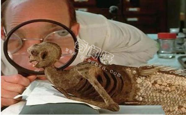 美人魚是史前地球人類用基因改造的？