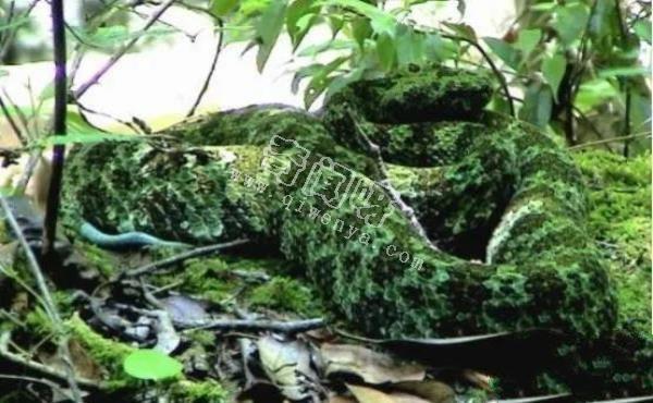 農村的“土呆子”卻是“傷人之王”，蝰蛇科的毒蛇到底有多可怕？