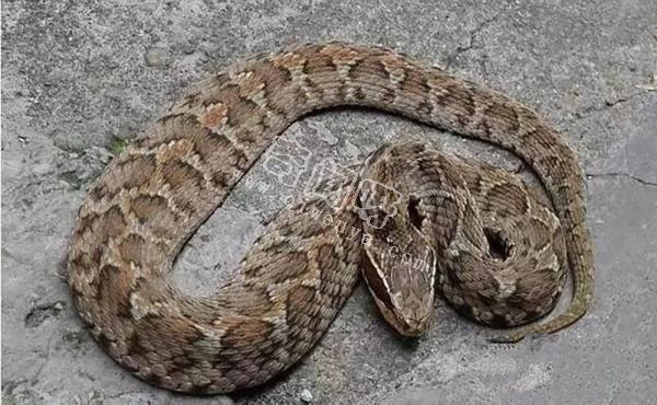 農村的“土呆子”卻是“傷人之王”，蝰蛇科的毒蛇到底有多可怕？