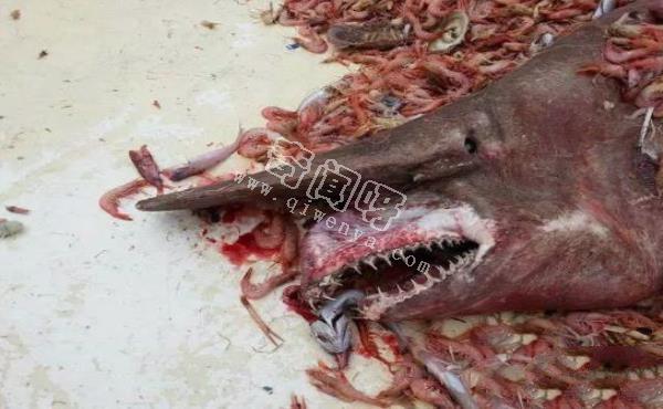 地球上10大最可怕的鯊魚，第七頭部酷似錘子