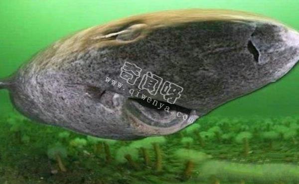 地球上10大最可怕的鯊魚，第七頭部酷似錘子