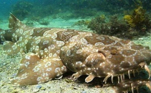 地球上10大最可怕的鯊魚，第七頭部酷似錘子