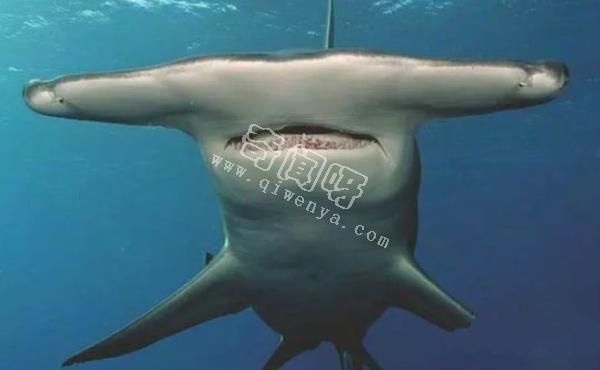 地球上10大最可怕的鯊魚，第七頭部酷似錘子