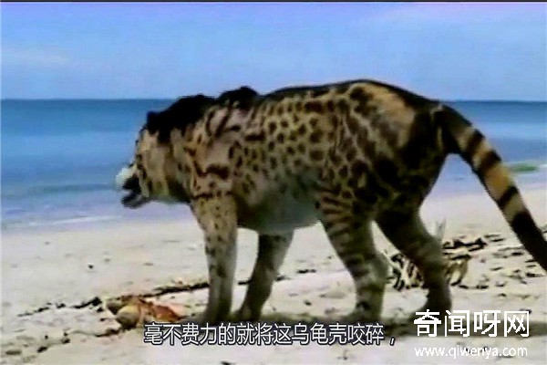 動(dòng)物未解之謎