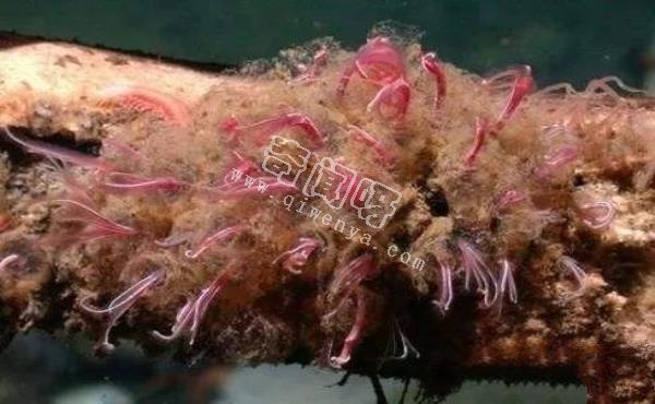 食骨蠕蟲:恐怖的鉆骨寄生動物 鯨魚最大的殺手