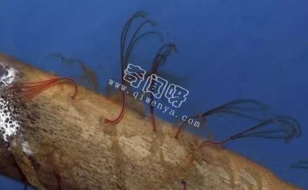 食骨蠕蟲:恐怖的鉆骨寄生動物 鯨魚最大的殺手