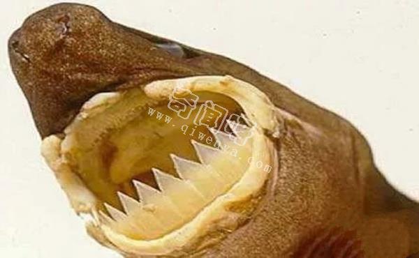 地球上10大最可怕的鯊魚，第七頭部酷似錘子