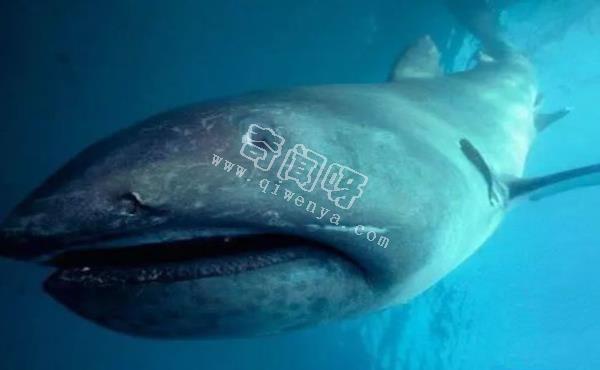 地球上10大最可怕的鯊魚，第七頭部酷似錘子