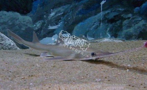 地球上10大最可怕的鯊魚，第七頭部酷似錘子