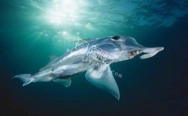 地球上10大最可怕的鯊魚，第七頭部酷似錘子