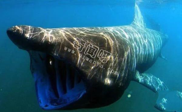 地球上10大最可怕的鯊魚，第七頭部酷似錘子