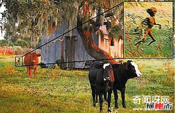 美洲卓柏卡布拉,恐怖的人形吸血怪獸(圖片)