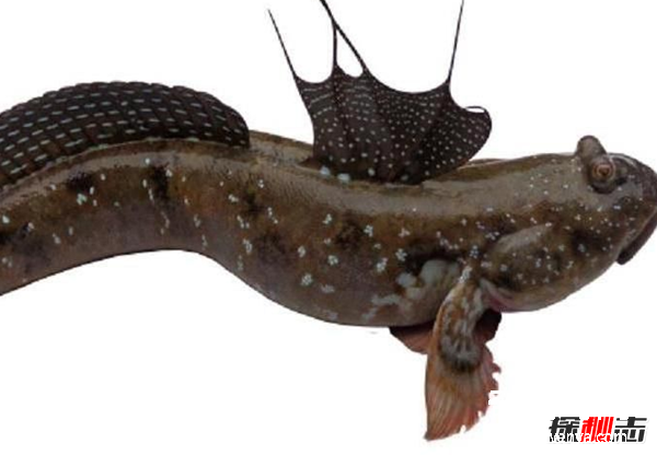 世界上有哪些怪魚?盤點10種讓人害怕的魚類(逆天存在)