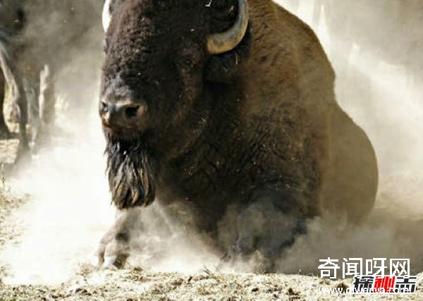 什么動(dòng)物最讓人害怕?盤(pán)點(diǎn)讓人望而生畏的十大動(dòng)物