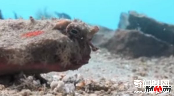 世界上有哪些怪魚?盤點10種讓人害怕的魚類(逆天存在)