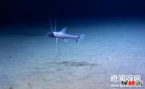 世界上有哪些怪魚?盤點10種讓人害怕的魚類(逆天存在)