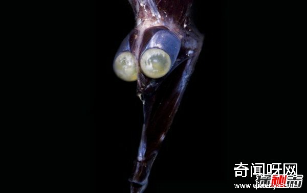 世界上有哪些怪魚?盤點10種讓人害怕的魚類(逆天存在)