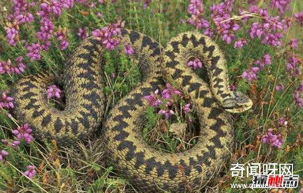 什么動(dòng)物最讓人害怕?盤(pán)點(diǎn)讓人望而生畏的十大動(dòng)物