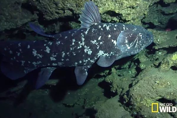 首次發現海底魚會走路，再次挑戰進化論謬論