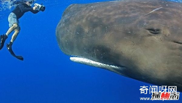 什么動(dòng)物最讓人害怕?盤(pán)點(diǎn)讓人望而生畏的十大動(dòng)物