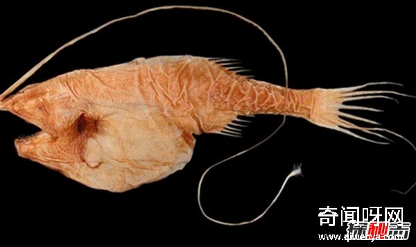 世界上有哪些怪魚?盤點10種讓人害怕的魚類(逆天存在)