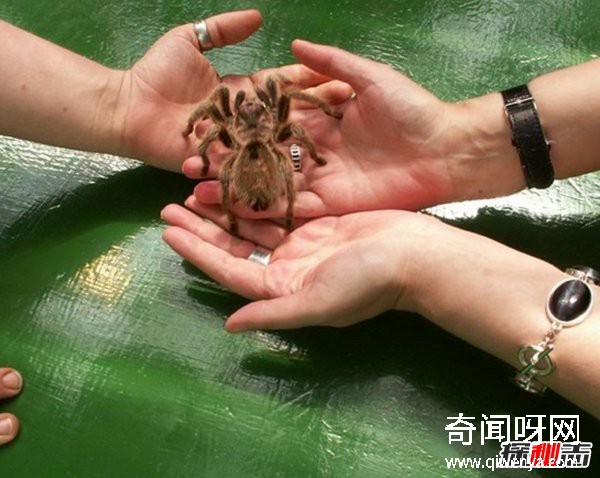 什么動(dòng)物最讓人害怕?盤(pán)點(diǎn)讓人望而生畏的十大動(dòng)物