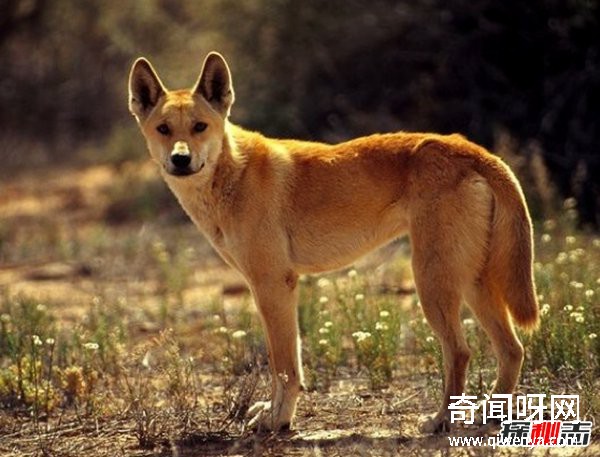 什么動(dòng)物最讓人害怕?盤(pán)點(diǎn)讓人望而生畏的十大動(dòng)物